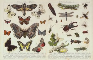 Insetti e altri invertebrati da European School