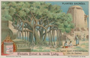 Jaya Sri Maha Bodhi, un albero di fico sacro al buddismo in Sri Lanka da European School