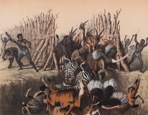 Kaffir che guidano animali in una fossa