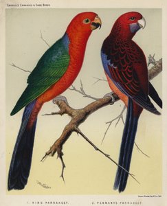 Parrocchetto reale, parrocchetto di Pennant