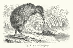 Kiwi-kiwi, o Apteryx
