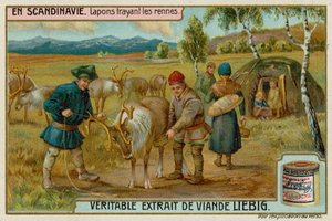 Lapponi che Mungono Renne da European School