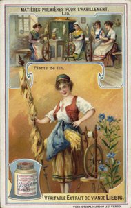 Lino: pianta di lino
