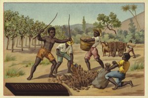 Caricamento dei baccelli di cacao nei sacchi, Africa da European School