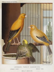 Canarini di Londra, Gallo Jonque, Gallina Mealy, Nidiaceo Mealy