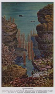Alghe marine (litografia a colori) da European School