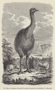 Moa, o Dinornis giganteus restaurato; e Apteryx, A Mantelli da European School