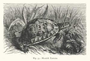 Tartaruga moresca