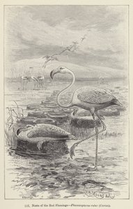 Nidi del fenicottero rosso, Phoenicopterus ruber, Cuvier (incisione)