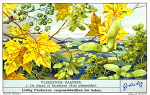 Acero norvegese (Acer platanoides) (cromolito) da European School