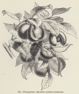 Albero della noce moscata, Myristica moschata, Lamarck da European School