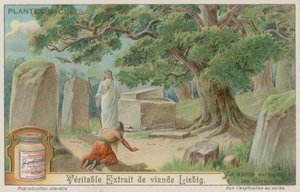 Quercia sacra agli antichi tedeschi da European School