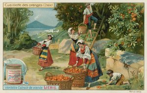 Raccolta delle arance in Italia