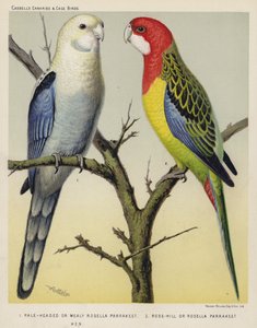 Parrocchetto rosella dalla testa pallida o farinosa, parrocchetto rosella di Rose-Hill, gallina