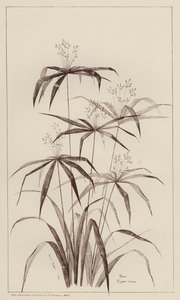 Cyperus Luscus della Palma da European School
