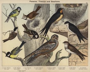 Passeriformi, Cinciallegre e Rondini