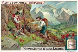 Raccolta di garofani alpini