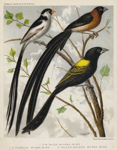 Uccello Vedova dalla Coda a Spillo, Uccello Vedova del Paradiso, Uccello Vedova dal Dorso Giallo