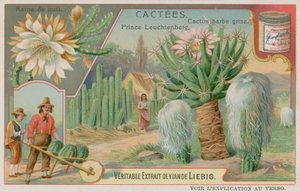 Regina della notte, Principe Leuchtenberg e cactus dalla barba grigia