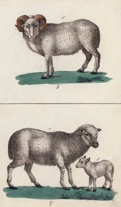 Montone, pecora e agnello (litografia a colori) da European School
