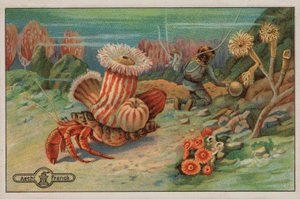 Scena sul fondo del mare (cromolito) da European School