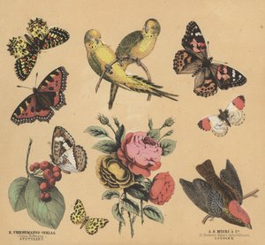 Scraps per giovani