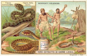 Vipera dalla coda corta e serpente della morte comune