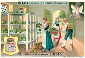 Produzione di seta nel sud della Francia