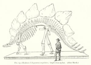 Scheletro di Stegosaurus ungulatus da European School