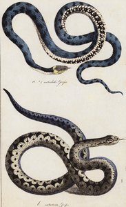 Serpenti (litografia a colori) da European School