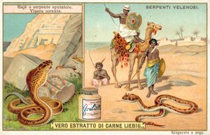 Cobra sputatore e vipera cornuta