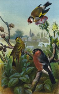 Cardellino, lucherino e ciuffolotto