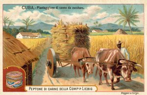 Piantagione di canna da zucchero, Cuba