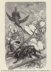 Il ragno mangiatore di uccelli (Mygale avicularia) che uccide un colibrì (incisione)