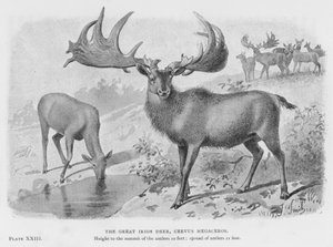 Il grande cervo irlandese, Cervus Megaceros