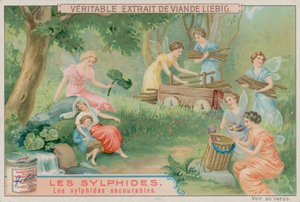 Le silfidi utili da European School