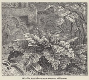 La mandragora, Atropa Mandragora, Linneo da European School