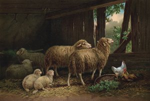 Il recinto delle pecore da European School