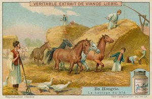Trebbiatura del raccolto di grano da European School