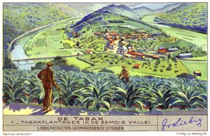 Piantagione di tabacco nella valle del Semois, Belgio (cromolitografia)