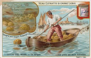 Tesori del mare, carta Liebig, inizio XX secolo (cromo) da European School