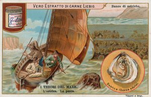 Tesori del mare, carta Liebig, inizio XX secolo (cromo)