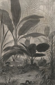 Un giardino d