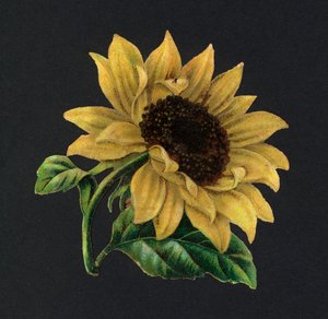 Ritagli vittoriani: Girasole