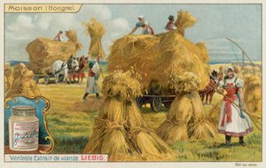 Raccolta del grano in Ungheria da European School