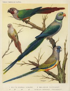 Conuro dalle Orecchie Bianche, Parrocchetto del Malabar, Parrocchetto Blue-Bonnet da European School