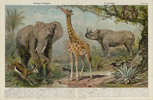 Animali selvatici da European School