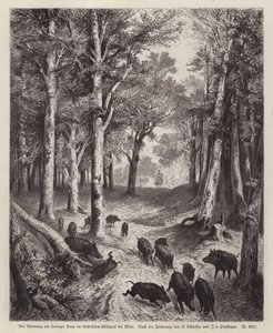 Cinghiale sul Lorenzer Berg nel Parco Imperiale a Vienna, Austria da European School