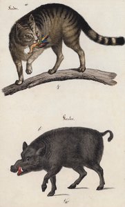 Gatto selvatico e cinghiale (litografia a colori)