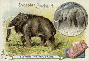 Mammut lanoso e elefante africano